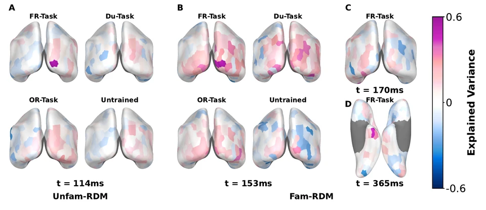 Cortical maps compare FaceNet training tasks at four reported time points, with the original explained-variance color scale.