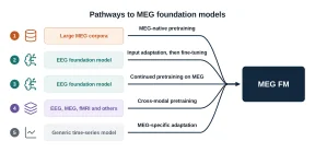 Diagram of routes toward a reusable MEG foundation model, including MEG-native pretraining, EEG model adaptation and continued pretraining, cross-modal training, and transfer from generic time-series models, with trade-offs in data, compute and MEG-specific expressiveness.