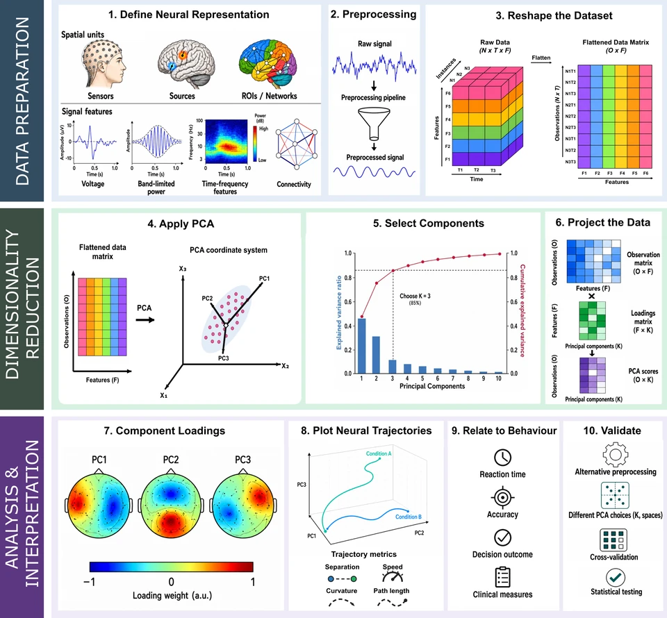 Ten-step PCA workflow grouped into data preparation, dimensionality reduction, and analysis and interpretation, with neural representations, preprocessing, data matrices, principal components, scalp loadings, trajectories, behavioural measures and validation.