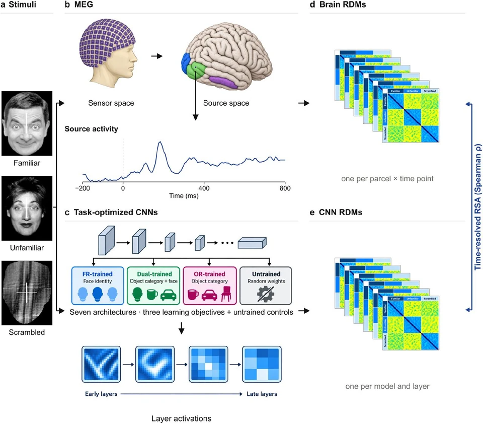 Five-panel study-design diagram showing familiar, unfamiliar and scrambled face stimuli; MEG sensor and cortical source activity; CNNs trained for face identity, objects, or objects including faces; and brain and CNN dissimilarity matrices compared over time.