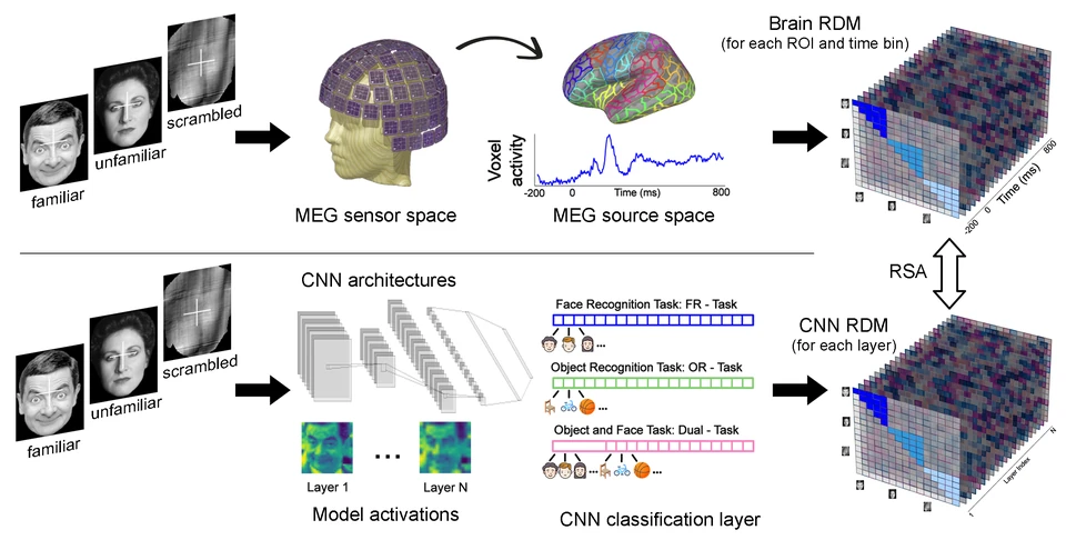Study diagram comparing face stimuli, sensor- and source-space MEG representations, CNN learning tasks and representational similarity analysis.