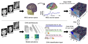Study diagram comparing face stimuli, sensor- and source-space MEG representations, CNN learning tasks and representational similarity analysis.